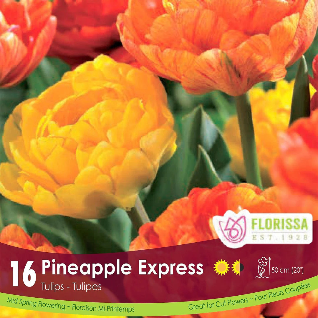 Pineapple Express Tulips